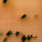 Hans Magnus Enzensberger: Überlebenskünstler Pablo Neruda