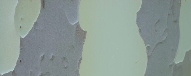 Pierre Chappuis: Blinde Distanz – Nachbemerkung
