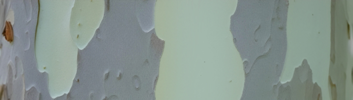 KIup zur Beitragskategorie Piere Chappuis: Blinde Distanz in der Übersetzung von Felix Philipp Ingold