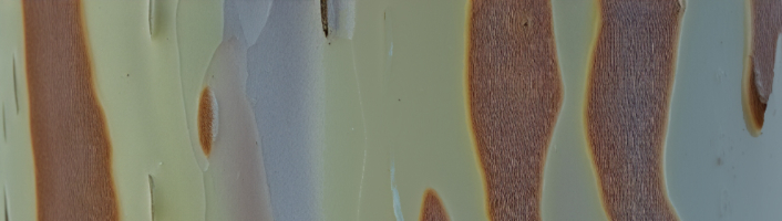 KIup zur Beitragskategorie Piere Chappuis: Blinde Distanz in der Übersetzung von Felix Philipp Ingold